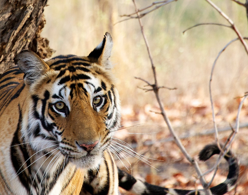 Bengal Tigress